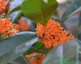 桂花可以做什么食物？桂花可以做什么吃的？