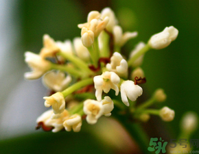 桂花一年開(kāi)幾次花？桂花是幾月份開(kāi)花？