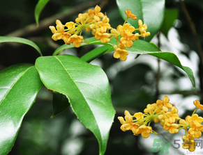  桂花什么季節(jié)開花？桂花什么時候開花？