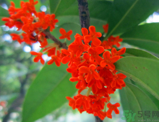  桂花什么季節(jié)開花？桂花什么時候開花？