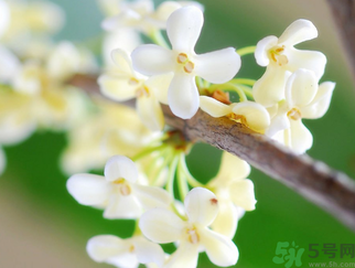 桂花是什么顏色？桂花有幾種顏色？