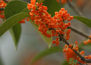 桂花可以做面膜嗎？?桂花面膜制作方法