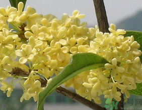 桂花不開花是什么原因？桂花不開花怎么辦？