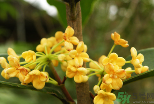 桂花不開花是什么原因？桂花不開花怎么辦？