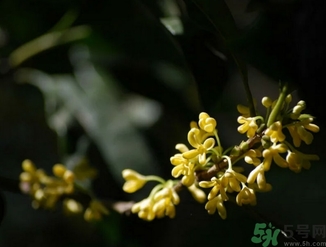 桂花酒的保質(zhì)期是多少？桂花酒過期了能喝嗎？