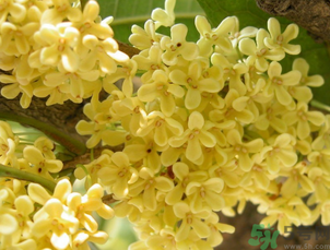 桂花可以直接泡水喝嗎？新鮮桂花可以直接泡水喝嗎？