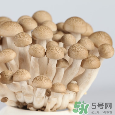 真姬菇的營養(yǎng)價(jià)值 真姬菇的功效與作用