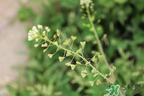 薺菜花怎么吃?薺菜花的功效與作用