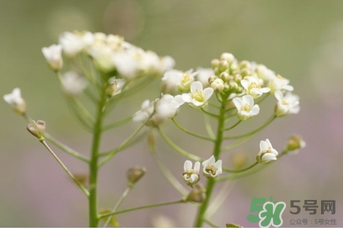 薺菜花怎么吃?薺菜花的功效與作用