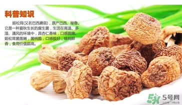 巴西蘑菇怎么吃？巴西蘑菇的作用與功效