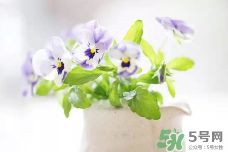 冬天陽臺種什么植物好？冬天種什么植物好養(yǎng)活？