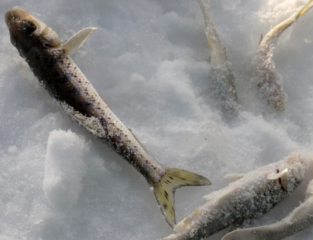 冬天怎么釣魚？冬天怎么釣鯽魚？