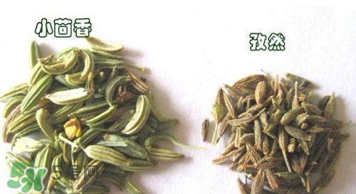 小茴香是孜然嗎？小茴香和孜然的區(qū)別