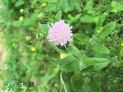 青青菜是什么野菜?青青菜的功效與作用