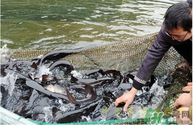 鴨嘴魚多少錢一斤？野生鴨嘴魚多少錢一斤？