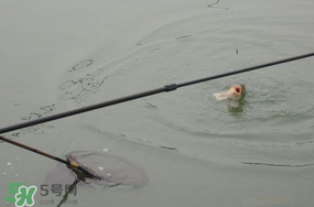 立春后能釣魚嗎？立春后好釣魚嗎？