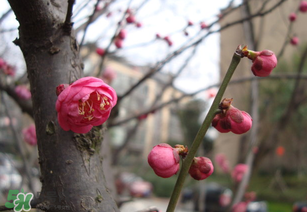 立春后種什么花？立春時(shí)開的花有哪些？