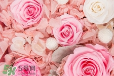 roseonly鮮花怎么保養(yǎng)？roseonly永生花怎么保養(yǎng)？