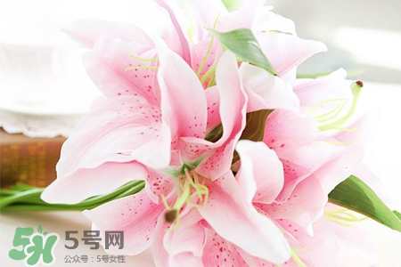 百合花怎么養(yǎng)水里？水養(yǎng)百合花怎么開久些？