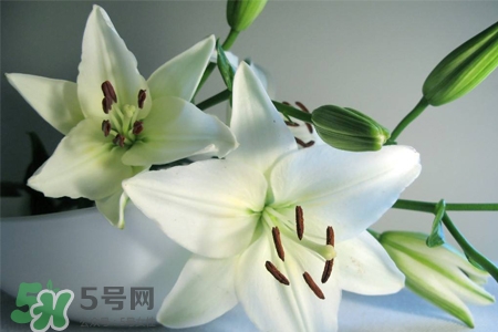 百合花葉子發(fā)黃怎么回事？百合花葉子發(fā)黃怎么辦？