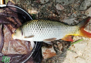 春天釣鯉魚用什么餌料？春天釣鯉魚餌料配方