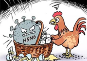 h7n9禽流感怎么預(yù)防？預(yù)防h7n9禽流感知識(shí)