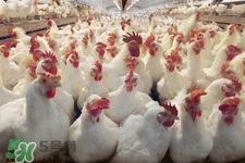 h7n9禽流感可以治愈嗎？禽流感能治好嗎？