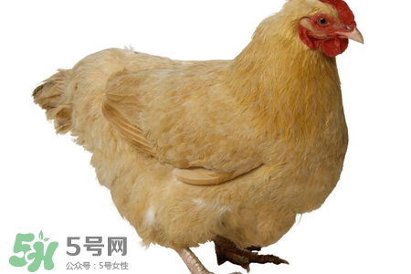 h7n9禽流感可以治愈嗎？禽流感能治好嗎？