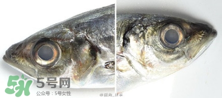 怎么自制死魚眼眼鏡？死魚眼眼鏡哪里買？