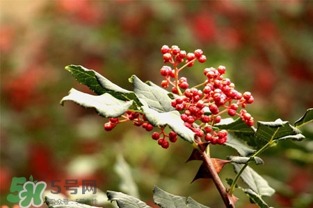 花椒水能治痔瘡嗎？花椒水治痔瘡有效果嗎？