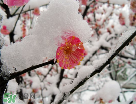 春天下雪意味著什么？春天為什么會下雪？