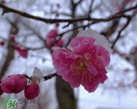 春天下雪意味著什么？春天為什么會下雪？