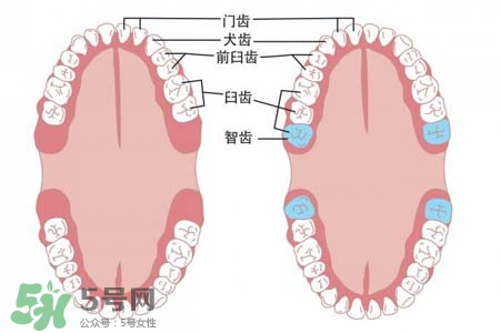 智齒能用舌頭舔嗎？喜歡舔智齒怎么辦？