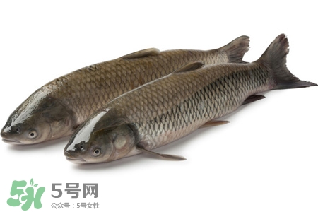 孕婦可以吃草魚嗎？懷孕了能吃草魚嗎？