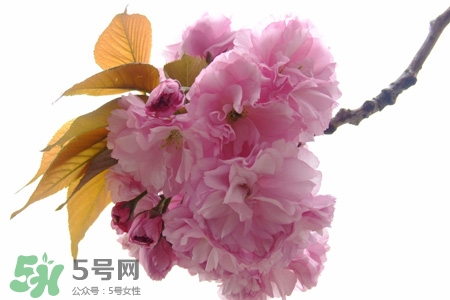 櫻花的花語是什么？櫻花代表什么意思？