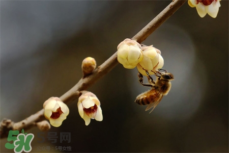 驚蟄要吃芋頭嗎？驚蟄為什么吃芋頭？