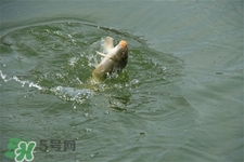 三月份可以釣魚(yú)了嗎？三月份好釣魚(yú)嗎？