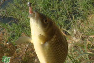 驚蟄前后可以夜釣鯉魚(yú)嗎？驚蟄前后釣魚(yú)技巧