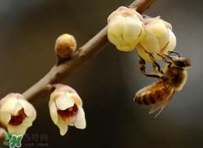 驚蟄過(guò)后一周會(huì)下雨嗎？驚蟄下雨好嗎？