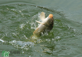 驚蟄過后好釣魚嗎？驚蟄后陰雨天好釣魚嗎？