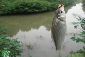 春分節(jié)氣好釣魚嗎？春分釣魚技巧