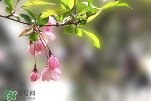 春分開什么花？春分什么花開？