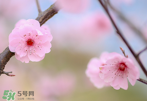 春分開什么花？春分什么花開？