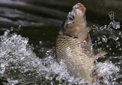 驚蟄過后好釣魚嗎？驚蟄后陰雨天好釣魚嗎？