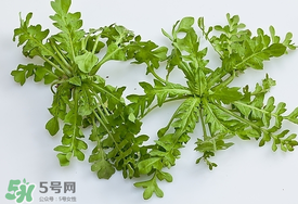 薺菜有蟲子嗎？薺菜根有蟲子嗎？