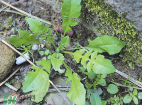 薺菜是什么菜？薺菜是什么野菜？