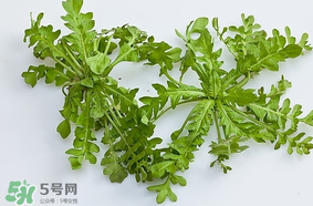 薺菜是什么菜？薺菜是什么野菜？