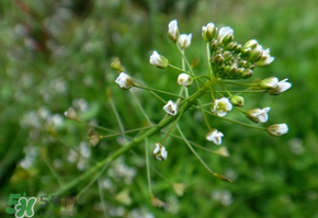 薺菜上的蟲(chóng)子可以吃嗎？薺菜有蟲(chóng)能吃嗎？