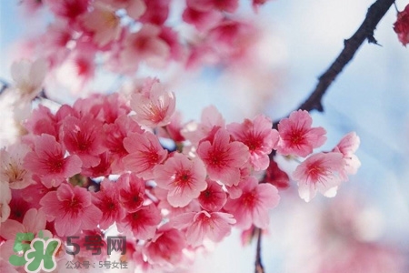 桃花酒可以去斑嗎？桃花酒去斑怎么用？