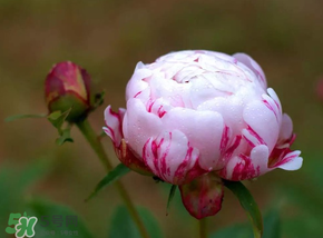 春天能種芍藥嗎？芍藥幾月種植？